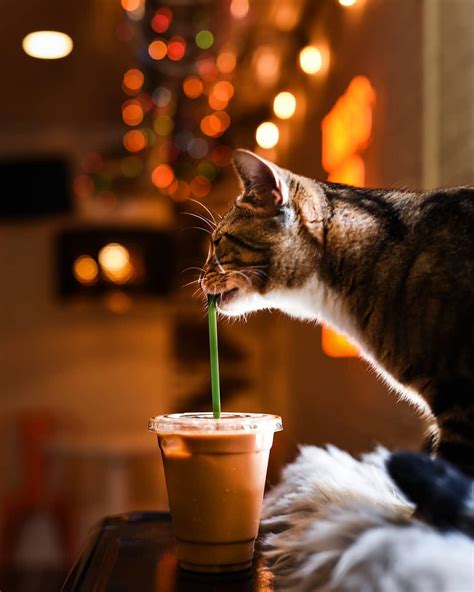 Mac Tabby Cat Cafe - Concord | Charlottes Got A Lot