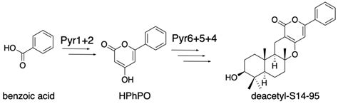 Reconstitution of Polyketide-Derived Meroterpenoid Biosynthetic Pathway ...