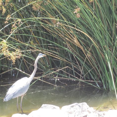 SAN JOAQUIN MARSH WILDLIFE SANCTUARY (Irvine): Ce qu'il faut savoir