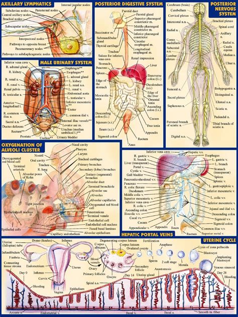Biology Body Parts 的图像结果