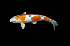 kffisch online kaufen tieranzeigen goldfische kleinanzeigen kffisch online kaufen tieranzeigen goldfische kleinanzeigen