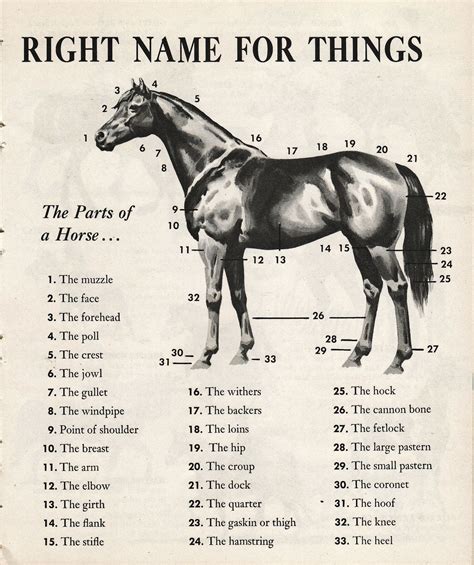 The horse – Artofit