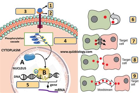 Image result for Cell Signaling Process