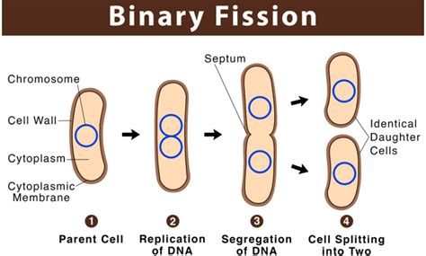 Binary Fission, Step by Step Process in Bacteria and Amoeba