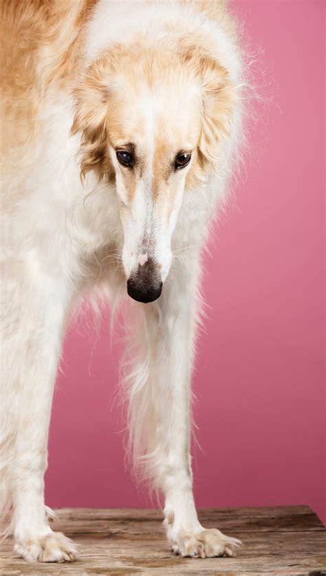 12 Dog Breeds With Long Noses: Dachshund, Greyhounds, and More