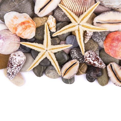 Image result for Seashell Collection