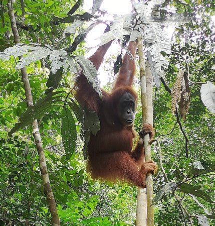 Indonesia Pictures - Traveller Photos of Indonesia, Asia - Tripadvisor