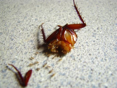 Image result for Cockroach Insect