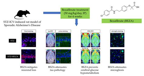 Bezafibrate Exerts Neuroprotective Effects in a Rat Model of Sporadic ...