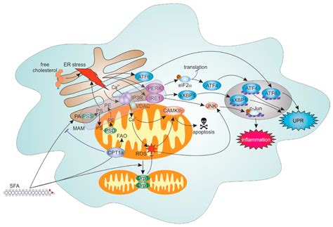 ER-Mitochondria Communication in Cells of the Innate Immune System
