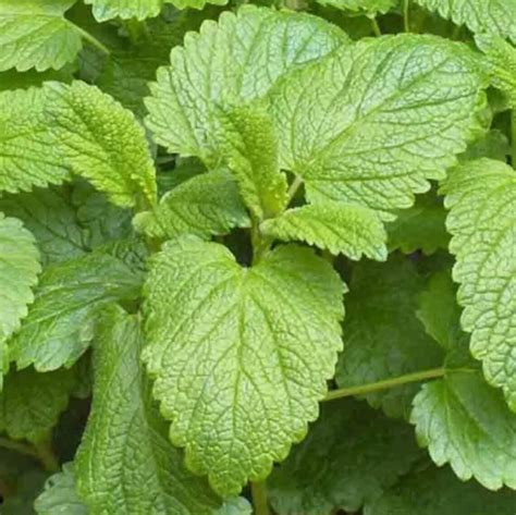 1500 Lemon Balm Citronella Perennial Seeds Mosquito Insect Repellent ...