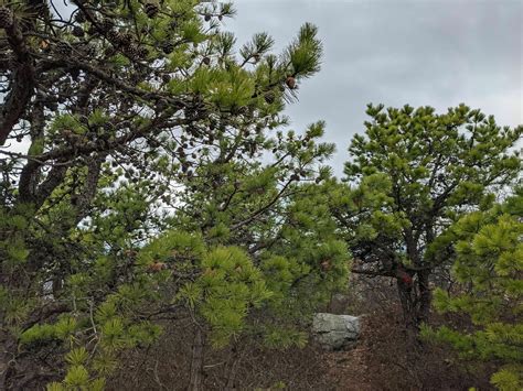Fishkill Ridge Loop via Overlook and Fishkill Ridge Trail - New York ...
