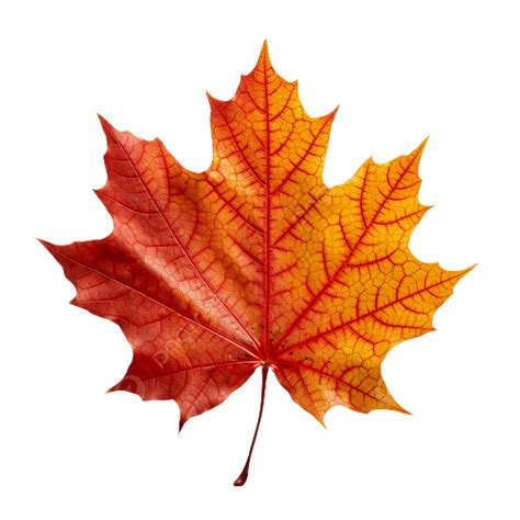Autumn Maple Leaf Transparent Background, Maple, Leaf, Transparent PNG ...