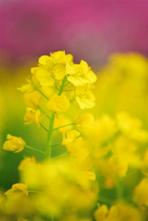 春 花 菜の花 – Homu Interia