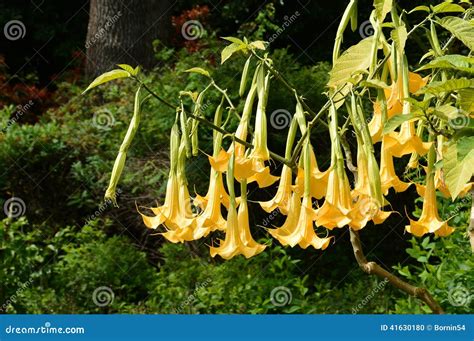 Angel Trumpet Blooms stock photo. Image of abstract, nosegay - 41630180