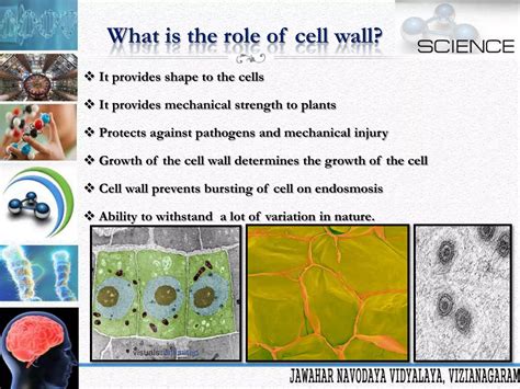 Cell is the Basic Unit of Life | PPTX