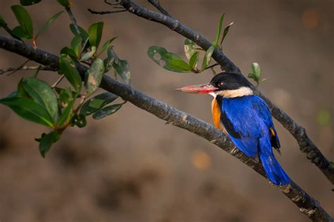 Get To Know India's Kingfishers | Nature inFocus