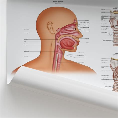 Pharynx Et Larynx An Updated Review On Head And Neck Cancer Treatment