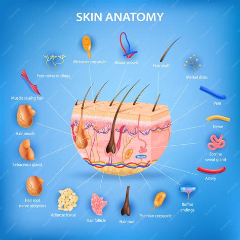 Huid anatomie realistische poster met lagen en gelabelde onderdelen ...