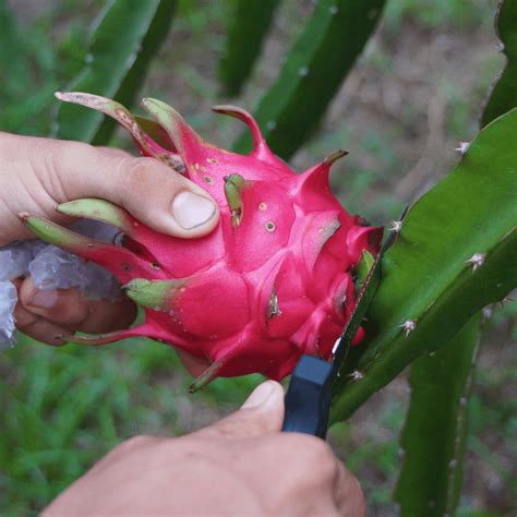 The Complete Manual For Growing Pitaya From Seeds In 2026
