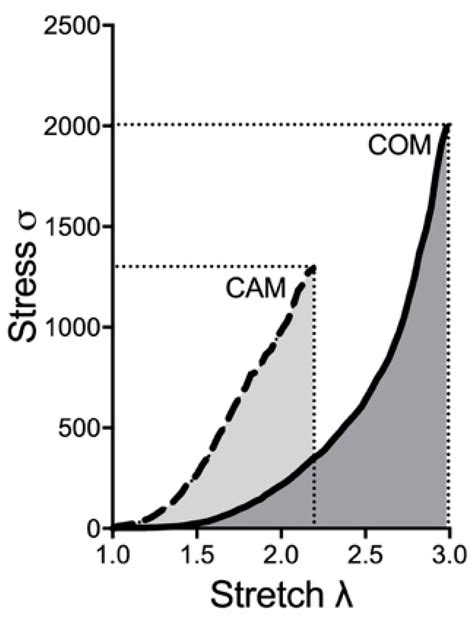 Biomechanical Properties of the Aortic Wall: Changes during Vascular ...