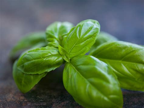 How to Grow Basil - Planting, Caring & Harvesting Basil Guide