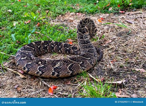 Puff Adder, a Dangerously Venomous Snake Viper from South Africa. Stock Image - Image of viper ...