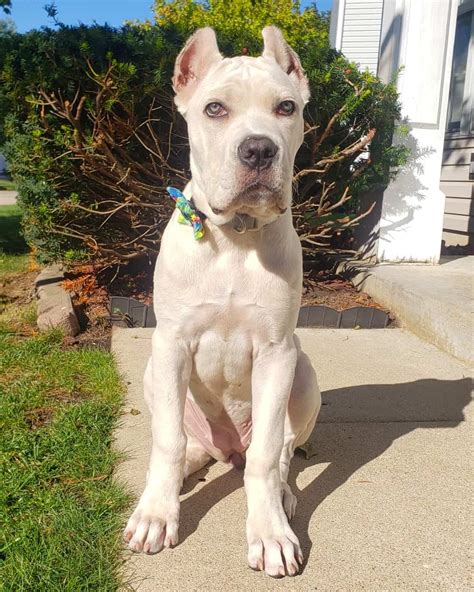 White Cane Corso: Everything You Need to Know