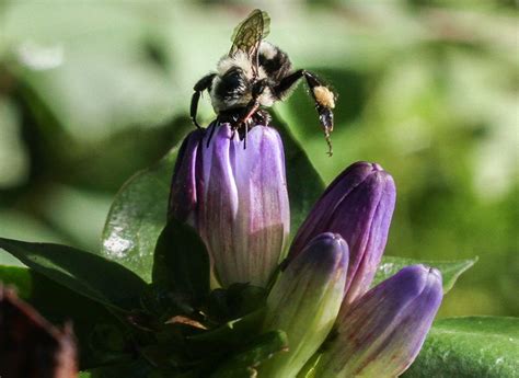 Bees: Foragers in Woody Habitat, 3120 Barley Mill Rd, Hockessin, DE ...
