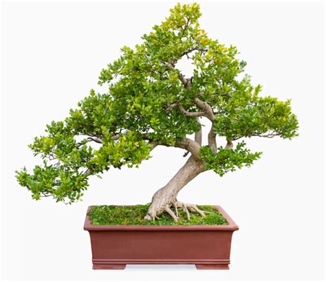 Bonsai Tree Species – Abana Homes