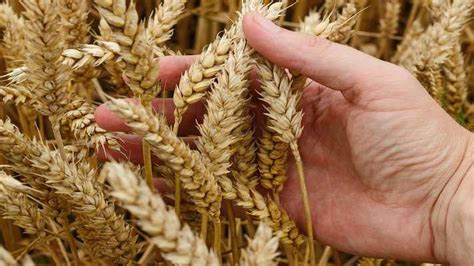Top Wheat Varieties: गेहूं की इन किस्मों से बढ़ेगा उत्पादन, इन राज्यों ...