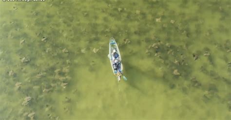 Massive fever of cownose rays spotted off St. Pete | FOX 5 DC