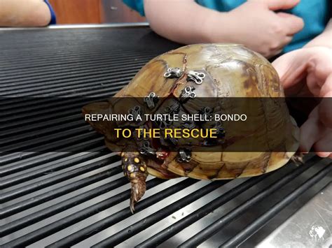 Image result for How to Fix a Broken Turtle Shell