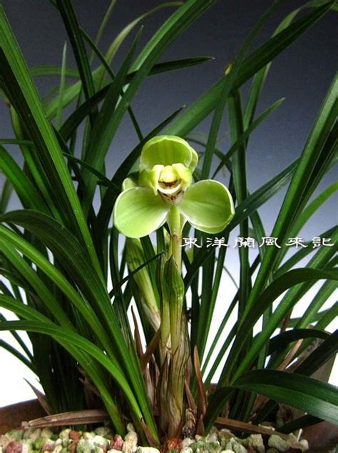 Cymbidium goeringii Song Mei 宋梅 - New World Orchids