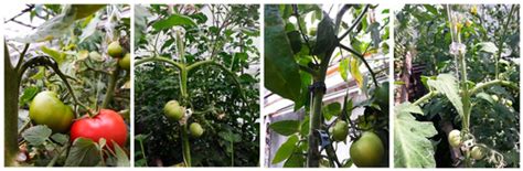 Performance of Biodegradable Biochar-Added and Bio-Based Plastic Clips ...