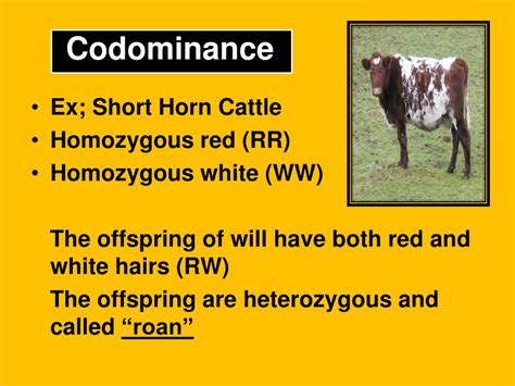 Image result for Example of Codominance