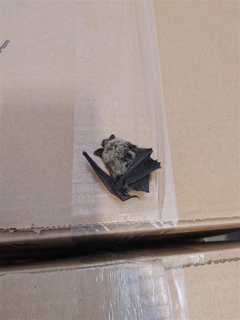 The kitti's hog-nosed bat (Craseonycteris thonglongyai), also known as ...