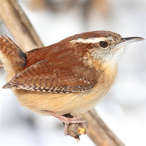 Most Common Backyard Birds in South Carolina (Birds Facts)