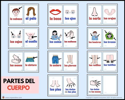 Partes Del Cuerpo En Espanol Las Partes Del Cuerpo Bingo