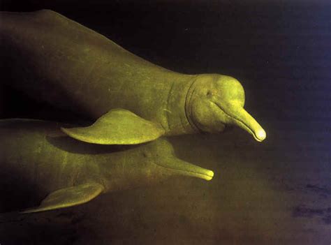 DNA tests confirm Bolivian river dolphin to be new species | TopNews