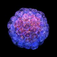 papillomavirus 的图像结果