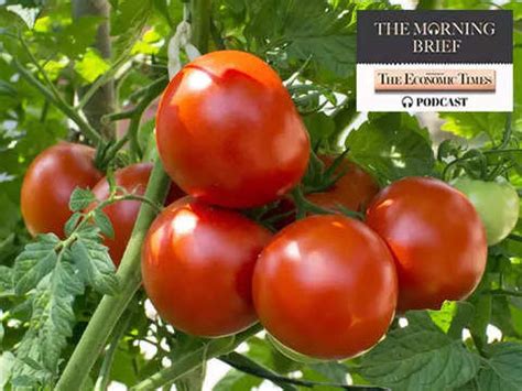 Morning Brief Podcast: Tomato tangle: Deciphering India’s tomatoflation ...