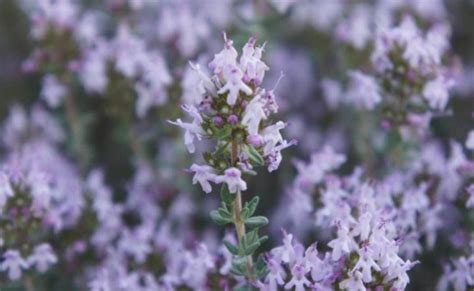 百里香什么时候开花？ 湖北天马养蜂场