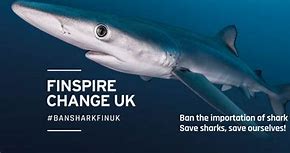 Image result for Sharks species wildlife protections