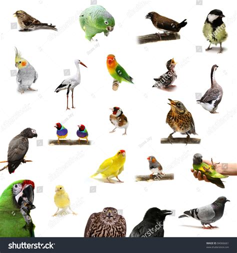 Group Of Birds On The White Background Stock Photo 84066661 : Shutterstock