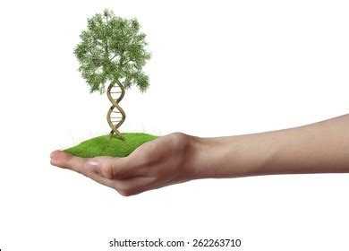 Image result for DNA Tree