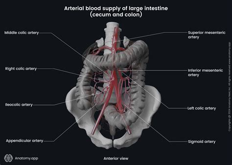 Colon | Anatomy.app