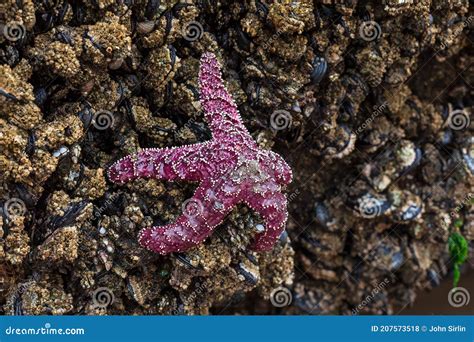 Purple Ochre Sea Star Pisaster Ochraceus or Ochre Starfish Stock Photo ...