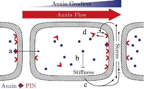 Image result for Cell Graphical Abstract Feedback Loop