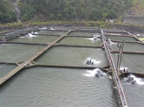 水产多维的使用方法，维生素对虾的功效与作用_对虾养殖技术_天天养虾网